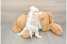 Popular Cavapoo Poodle Mix Pup