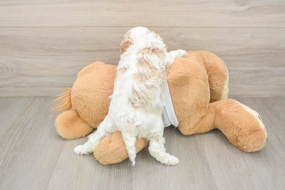 Popular Cavapoo Poodle Mix Pup