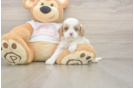 Sweet Cavapoo Baby