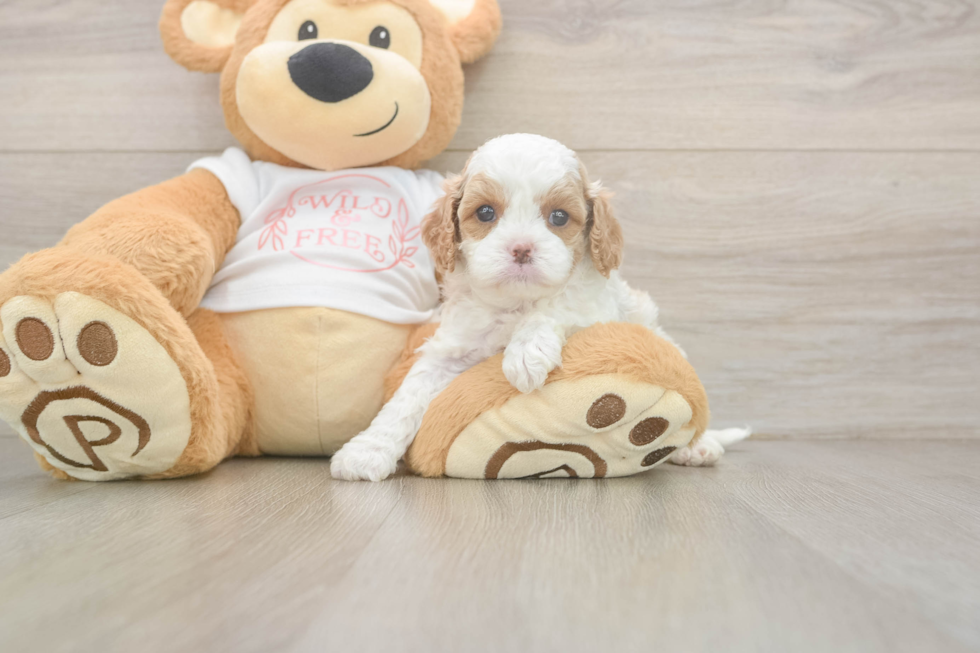 Sweet Cavapoo Baby