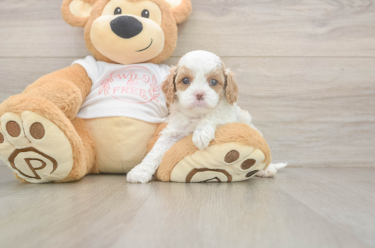 Sweet Cavapoo Baby