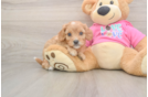 Small Cavapoo Baby
