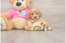 Best Cavapoo Baby
