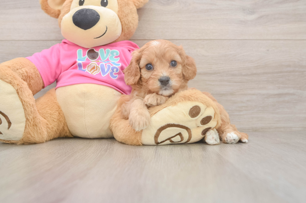 5 week old Cavapoo Puppy For Sale - Premier Pups