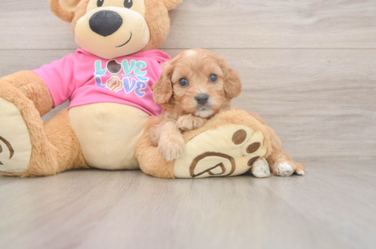 Best Cavapoo Baby