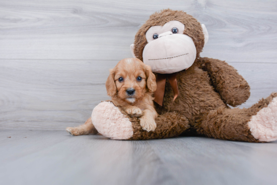 Cavapoo Puppy for Adoption