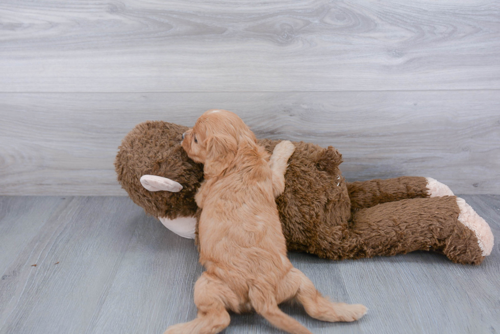 Happy Cavapoo Baby