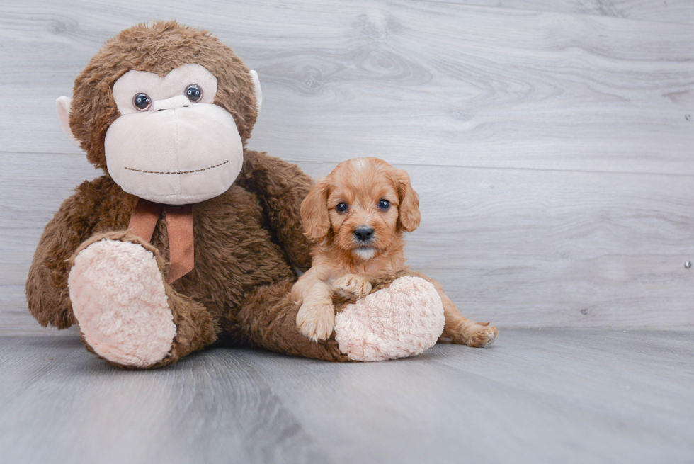 Best Cavapoo Baby