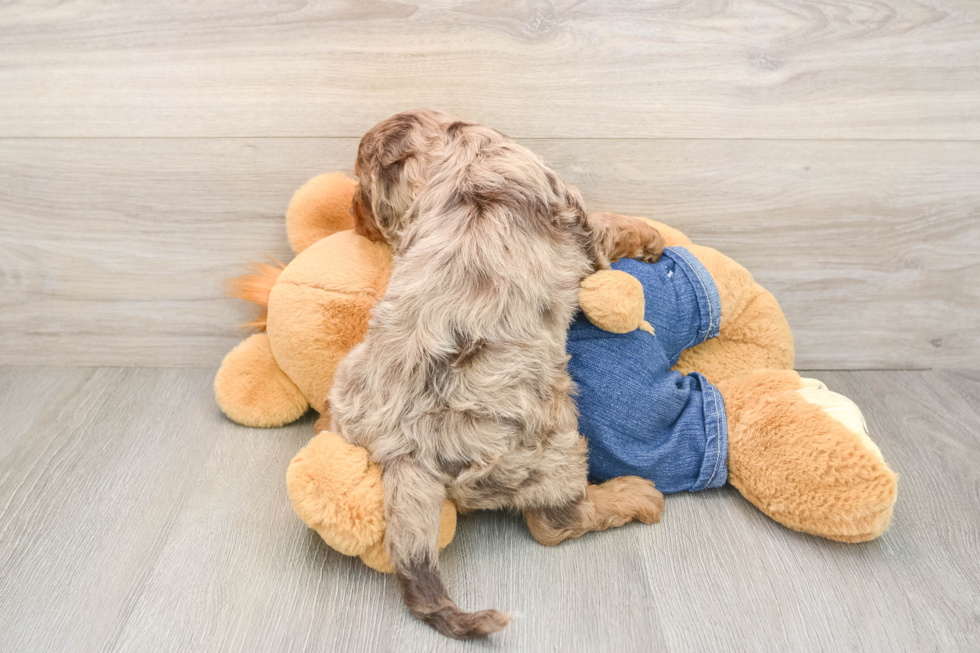 Smart Cavapoo Poodle Mix Pup