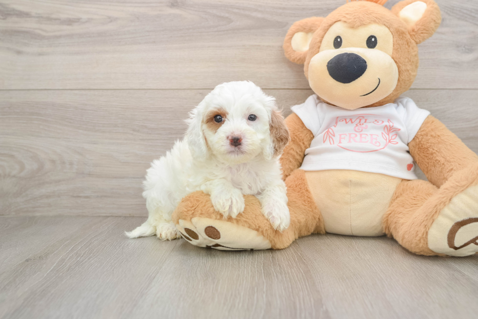 Cavapoo Puppy for Adoption
