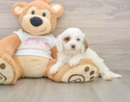 7 week old Cavapoo Puppy For Sale - Premier Pups