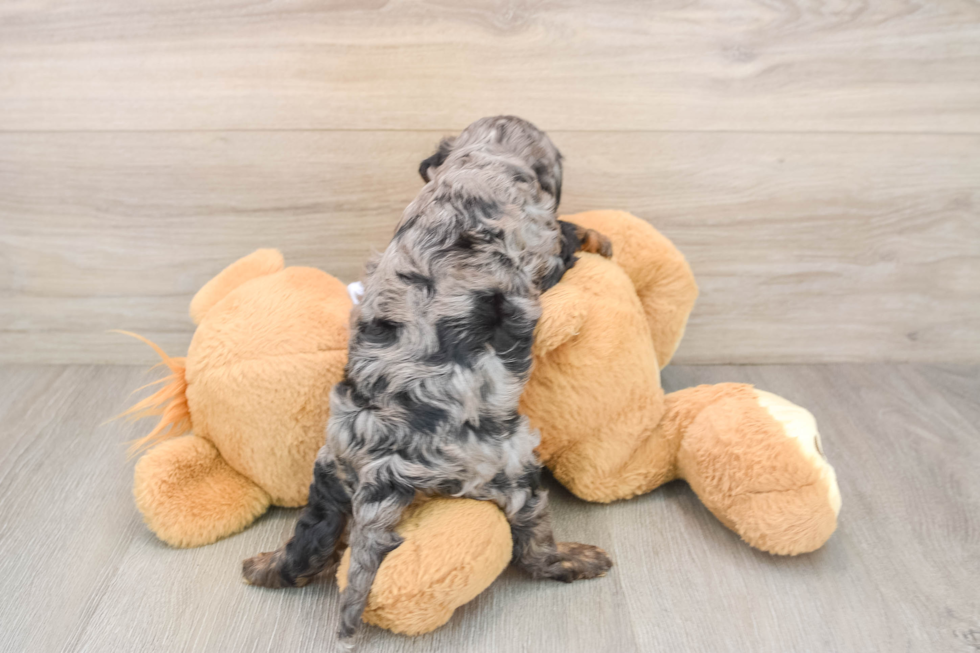 Best Cavapoo Baby