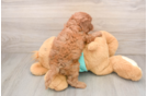 Cavapoo Puppy for Adoption