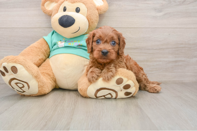 Sweet Cavapoo Baby