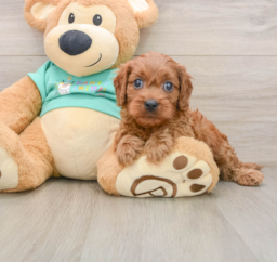 9 week old Cavapoo Puppy For Sale - Premier Pups