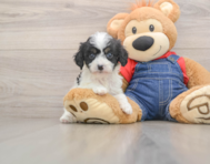 8 week old Cavapoo Puppy For Sale - Premier Pups