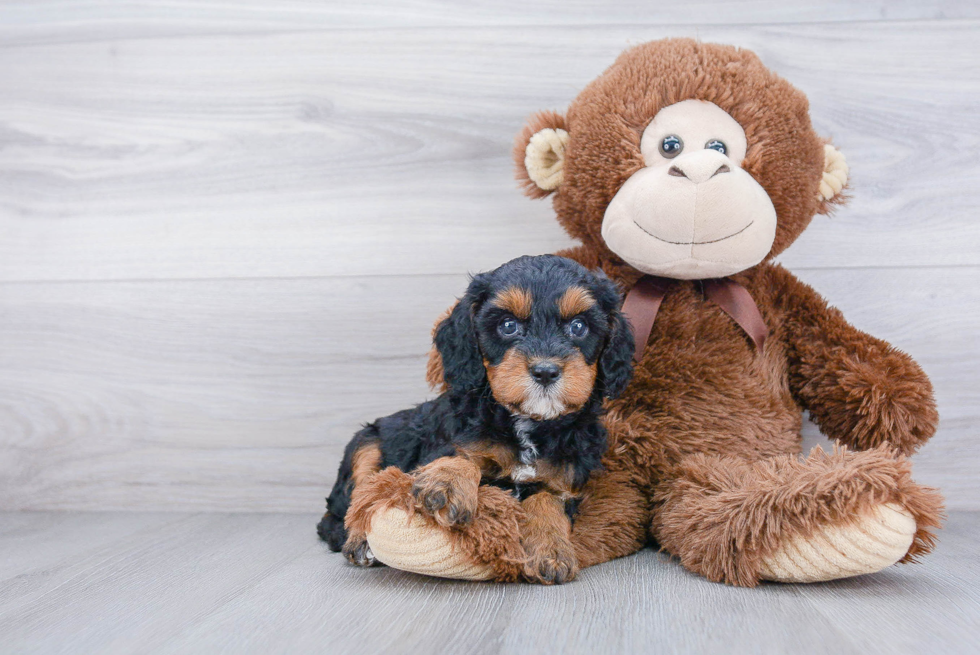 Cavapoo Pup Being Cute