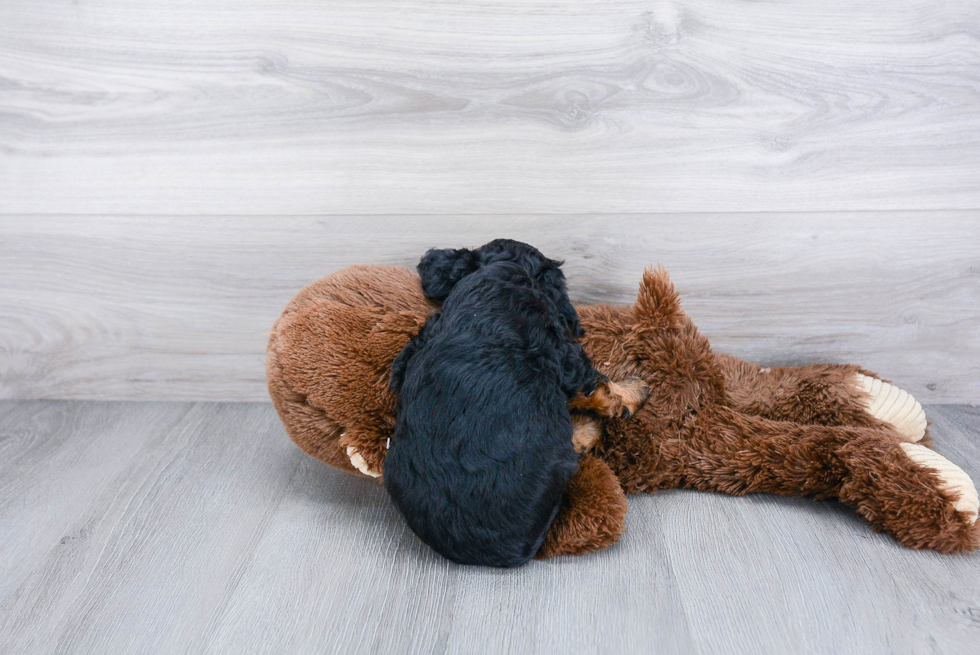 Popular Cavapoo Poodle Mix Pup