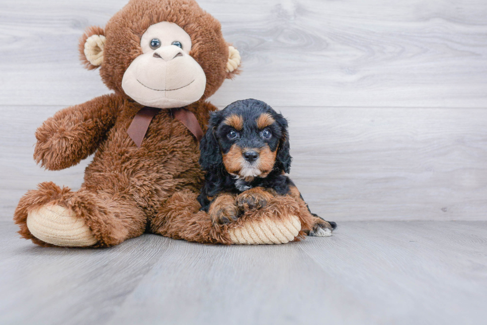 Cavapoo Puppy for Adoption