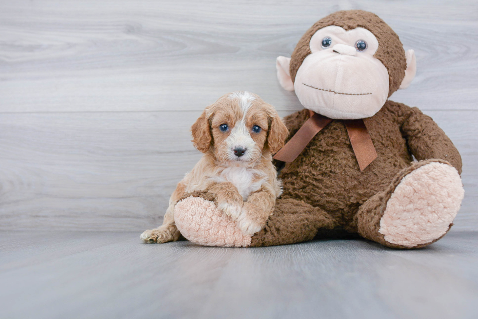 Funny Cavapoo Poodle Mix Pup