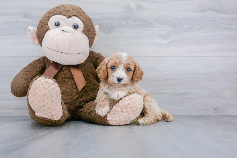 Friendly Cavapoo Baby