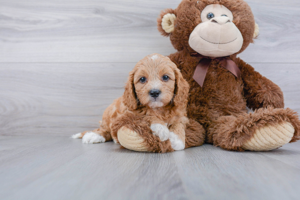 Energetic Cavoodle Poodle Mix Puppy