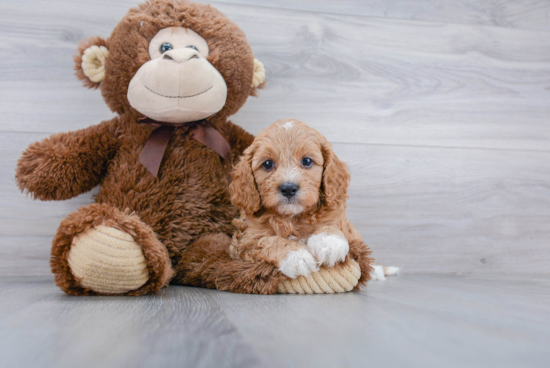 Funny Cavapoo Poodle Mix Pup