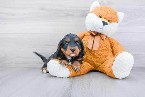 Funny Cavapoo Poodle Mix Pup