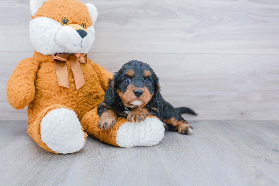 Friendly Cavapoo Baby