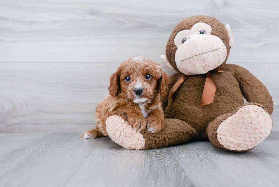 Friendly Cavapoo Baby