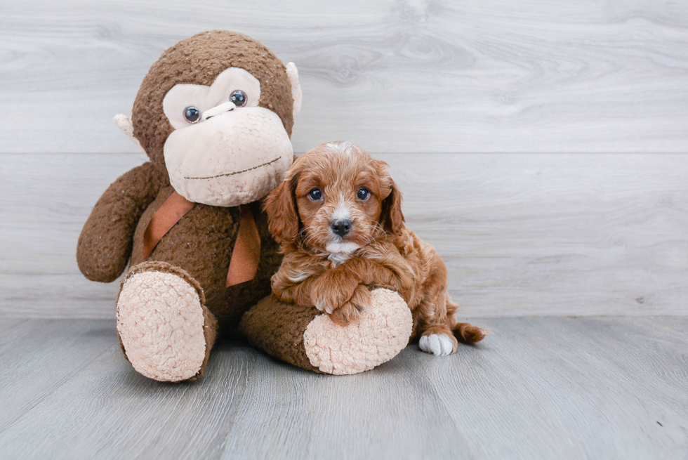 Adorable Cavoodle Poodle Mix Puppy