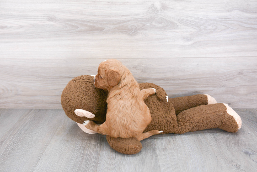 Fluffy Cavapoo Poodle Mix Pup