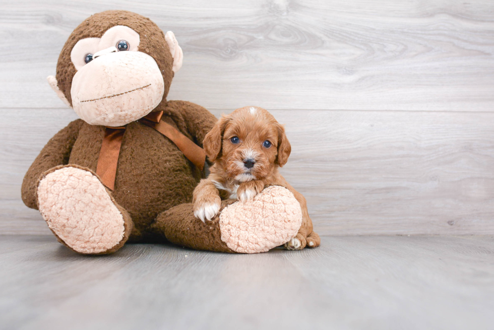 Happy Cavapoo Baby