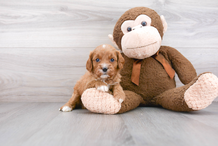 Small Cavapoo Baby