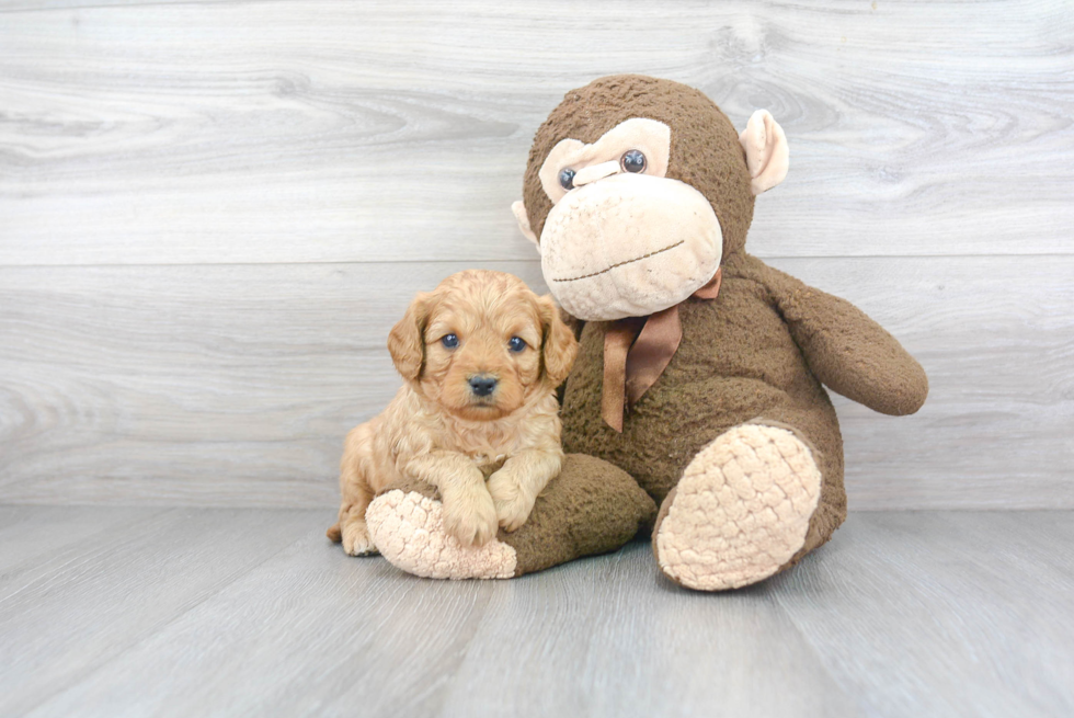 Friendly Cavapoo Baby