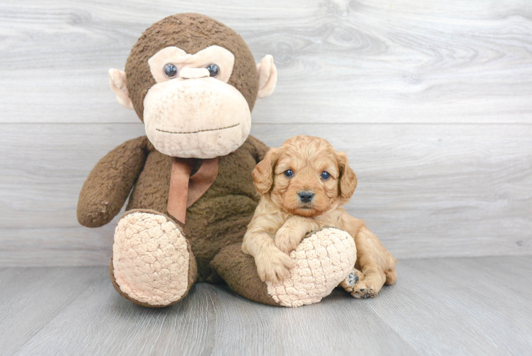 Fluffy Cavapoo Poodle Mix Pup