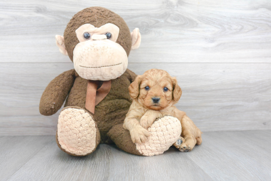 Fluffy Cavapoo Poodle Mix Pup