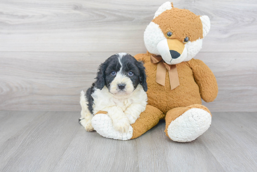 Cavapoo Pup Being Cute