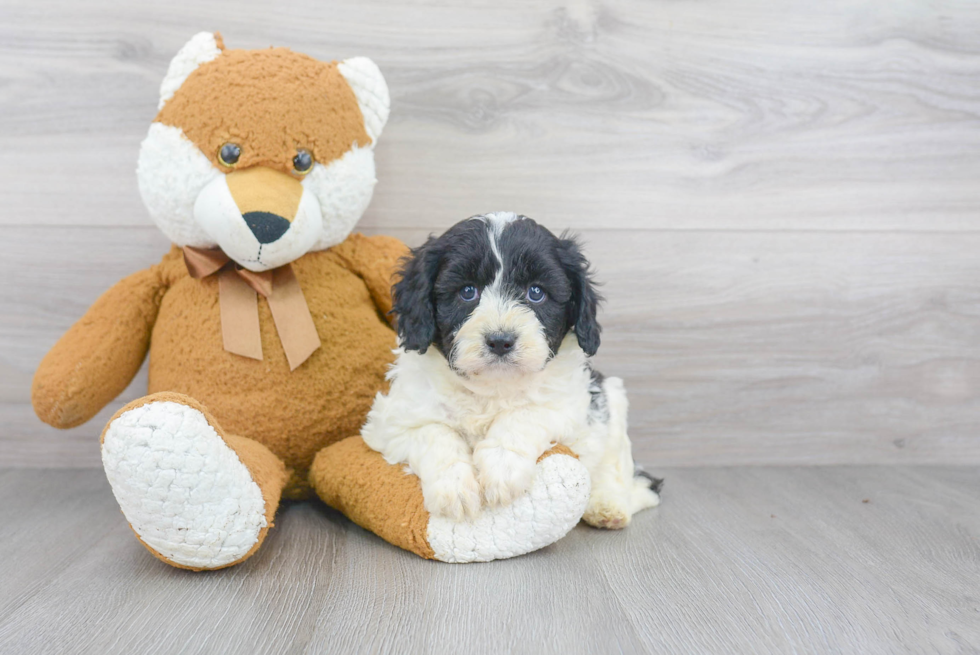 Adorable Cavoodle Poodle Mix Puppy