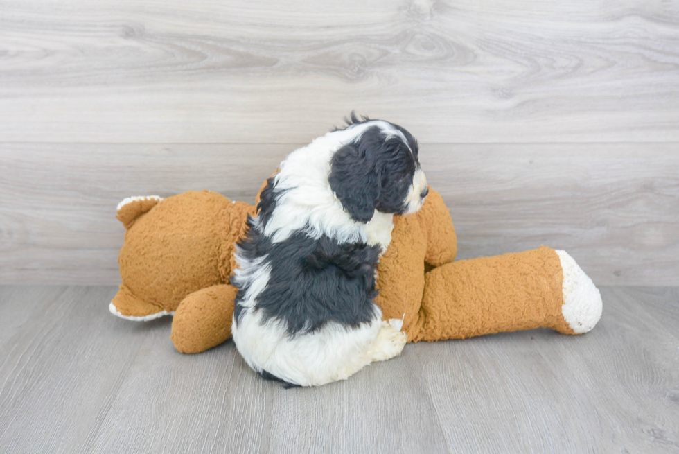 Cavapoo Pup Being Cute