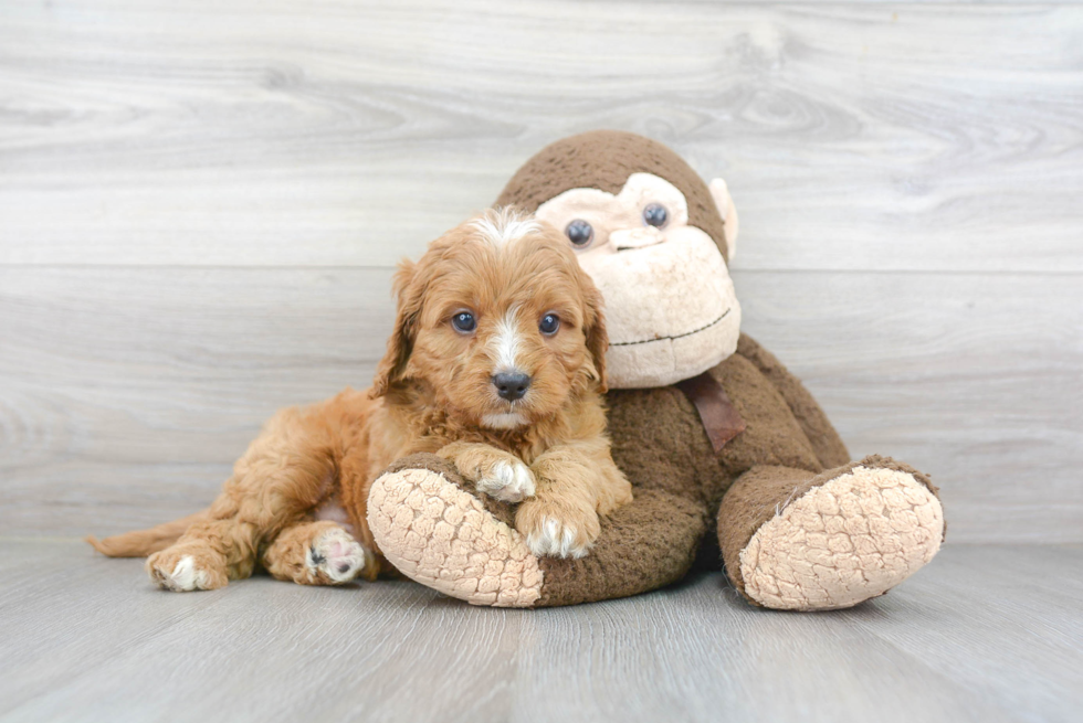 Best Cavapoo Baby