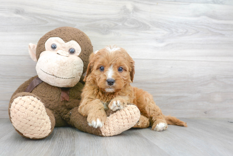 Cavapoo Pup Being Cute