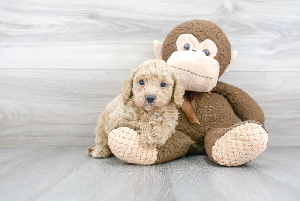 Little Cavoodle Poodle Mix Puppy