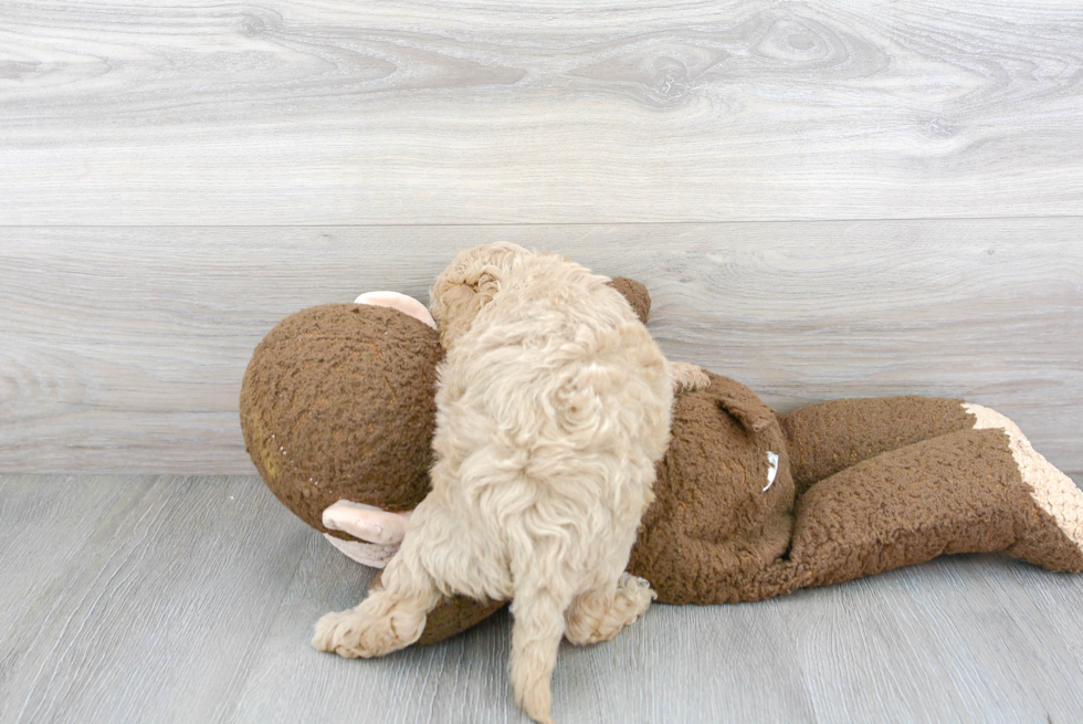 Playful Cavoodle Poodle Mix Puppy