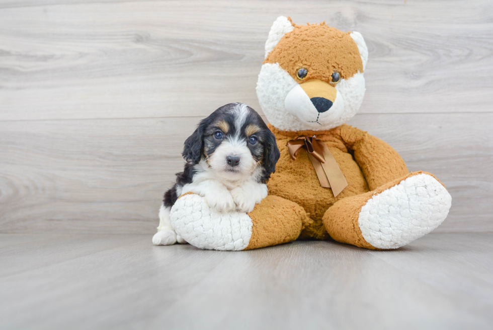 Best Cavapoo Baby