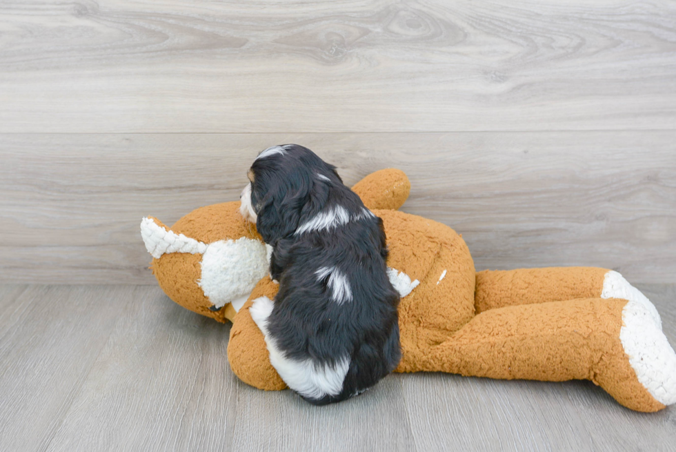 Best Cavapoo Baby