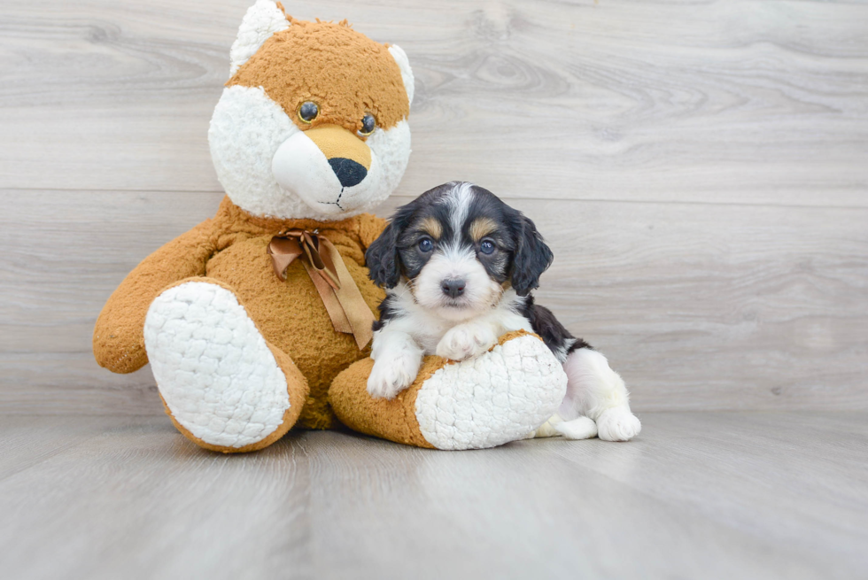 Best Cavapoo Baby