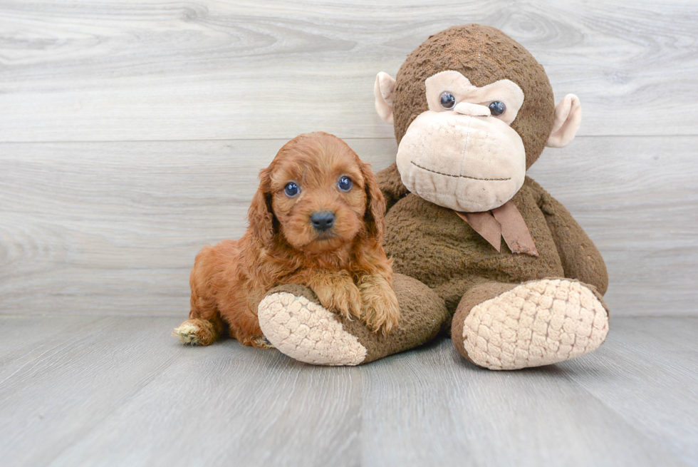 Best Cavapoo Baby