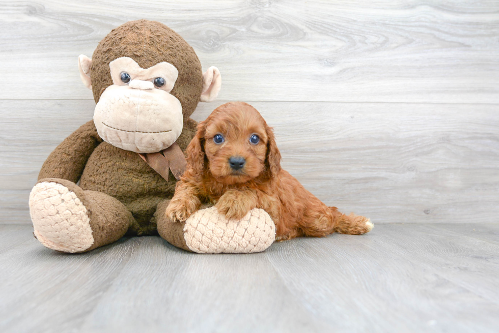 Sweet Cavapoo Baby