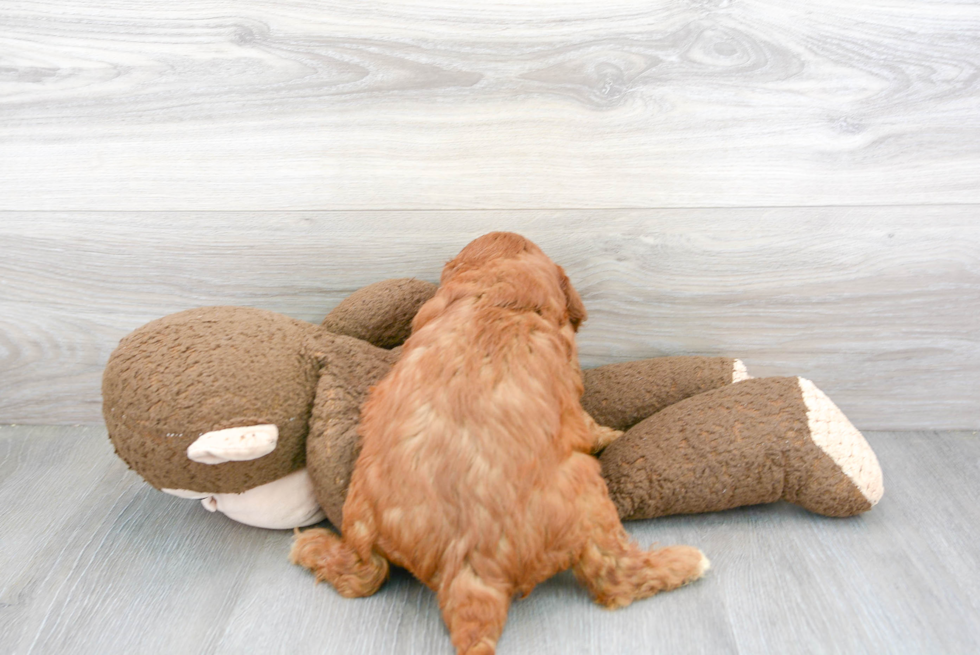 Fluffy Cavapoo Poodle Mix Pup